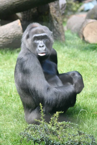 Großaufnahme Von Tier Zoo — Stockfoto