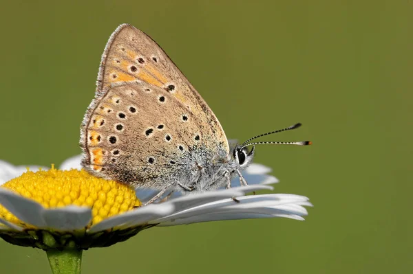 Merle Bleu Sur Marghérite — Photo