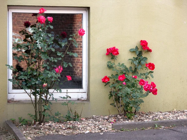 Roses Fleurs Pétales Flore — Photo