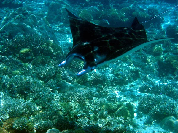 Poissons Manta Sous Marins Eau Profonde — Photo