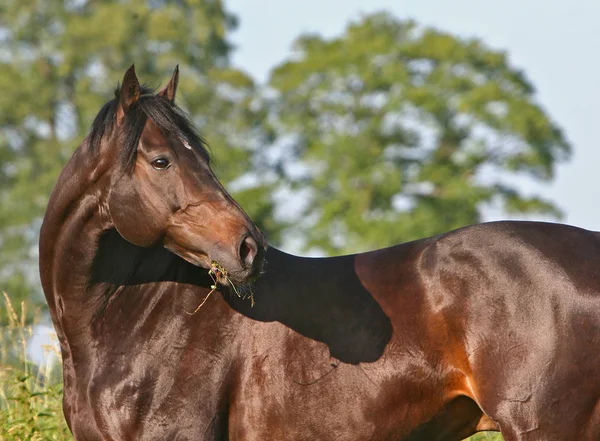 Deze Voormalige Renpaard Schieten Augsburg Gisteren — Stockfoto