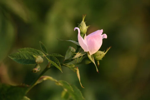 Kwiat Jasnoróżowej Róży Canina — Zdjęcie stockowe