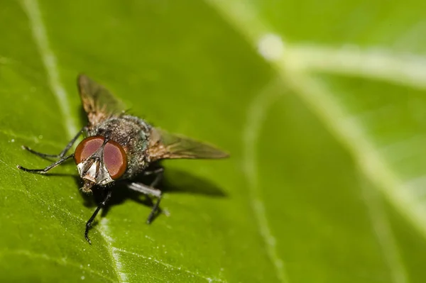 Close Bug Natureza Selvagem — Fotografia de Stock