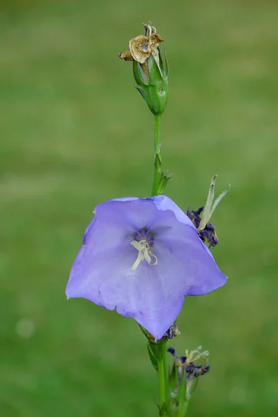 Mooie Zomerweide Bloemen Flora Gebladerte — Stockfoto