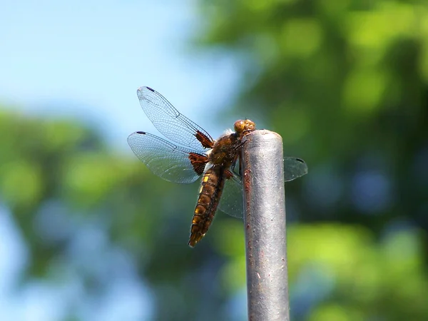 Libellen Insecten Flora Fauna — Stockfoto