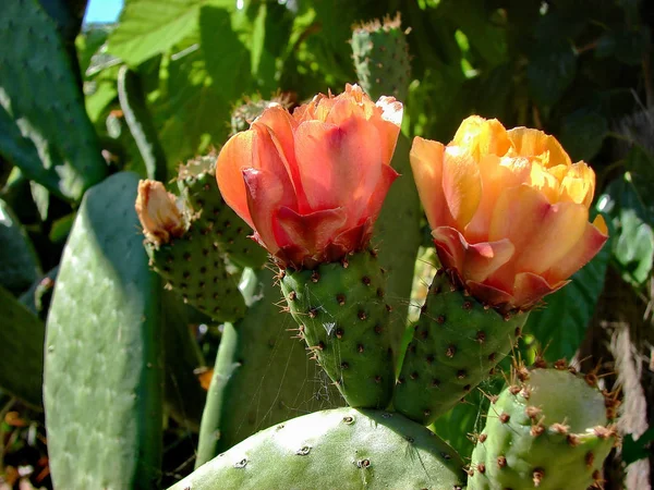 Planta Tropical Flora Botánica Cactus — Foto de Stock