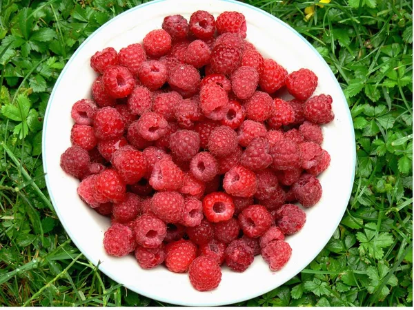 Raspberries Grass — Stock Photo, Image