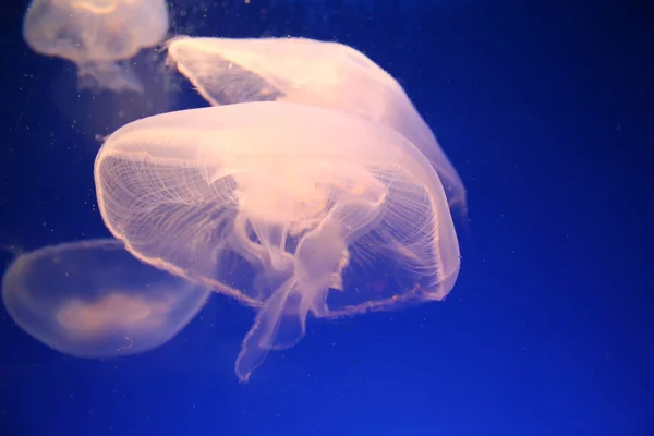 Медузове Море Під Водою Морське Життя — стокове фото