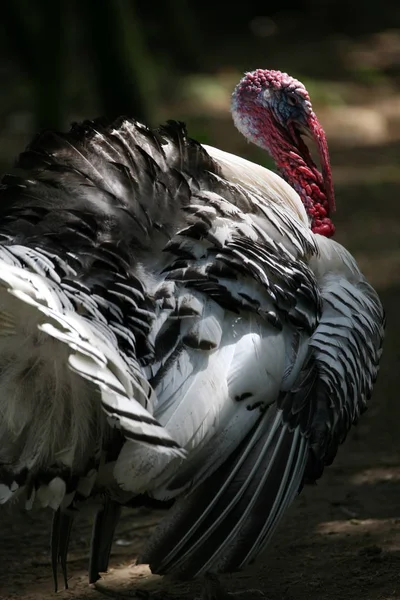 Schilderachtig Uitzicht Prachtige Vogel Natuur — Stockfoto