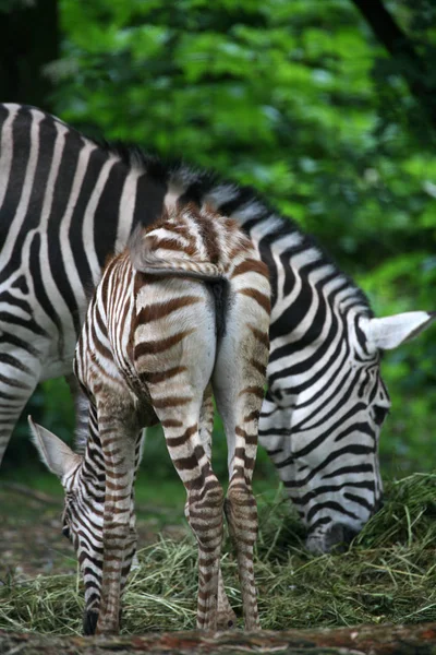 Afrikai Fekete Fehér Zebra Állat — Stock Fotó