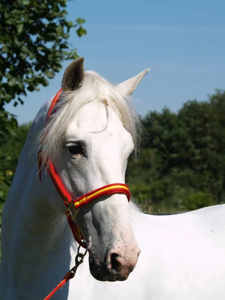 Cavalos Livre Durante Dia — Fotografia de Stock