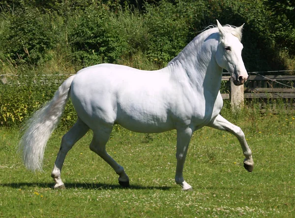 Hästar Utomhus Dagen — Stockfoto