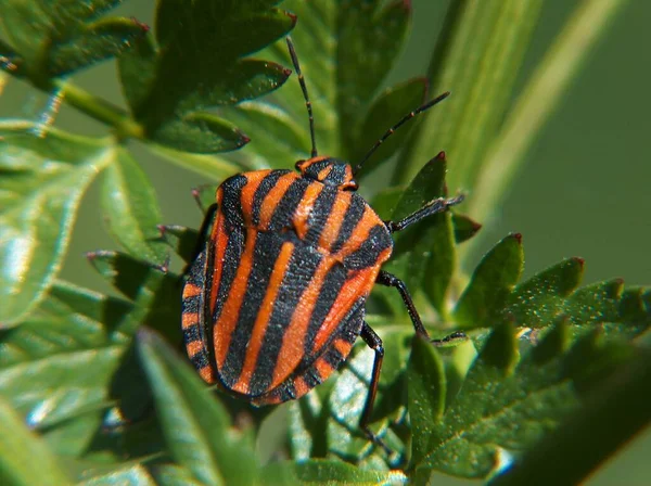 Närbild Insekter Vild Natur — Stockfoto