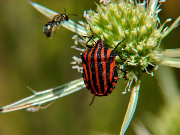 Närbild Insekter Vild Natur — Stockfoto