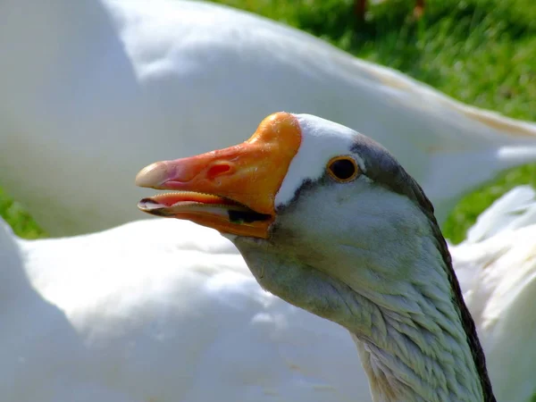 Festői Kilátás Gyönyörű Madár Természetben — Stock Fotó