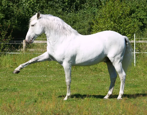 Konie Świeżym Powietrzu Ciągu Dnia — Zdjęcie stockowe