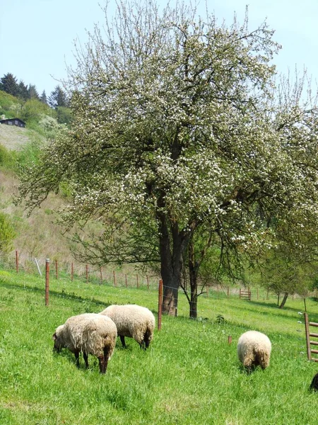 Vista Panorâmica Campo Foco Seletivo — Fotografia de Stock