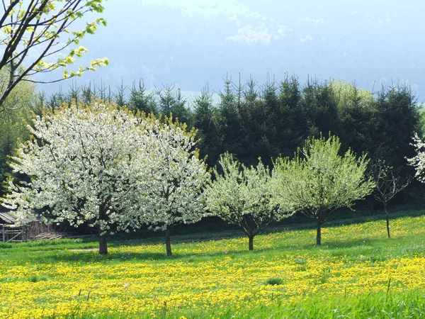 Fruit Trees Spring Flora — Stock Photo, Image