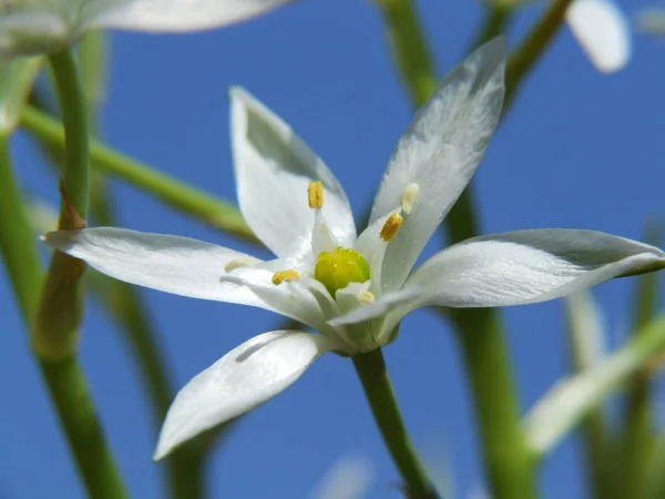 Flower Wild Garlic — Stock Photo, Image