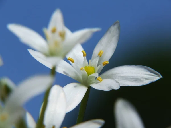 Ramsons Dziki Czosnek Allium Ursinum — Zdjęcie stockowe