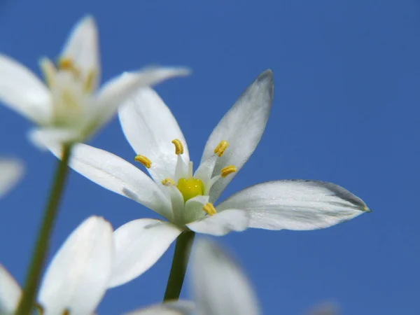 Ramsons Ajo Silvestre Allium Ursinum — Foto de Stock