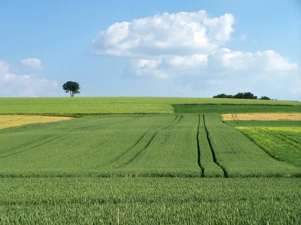 Vista Panorâmica Agricultura Campo — Fotografia de Stock