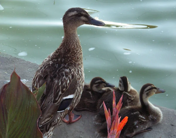 Uccelli Watching Sparato Anatra Alla Natura Selvaggia — Foto Stock