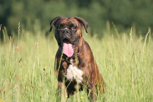 Bokser Ochtendzon — Stockfoto