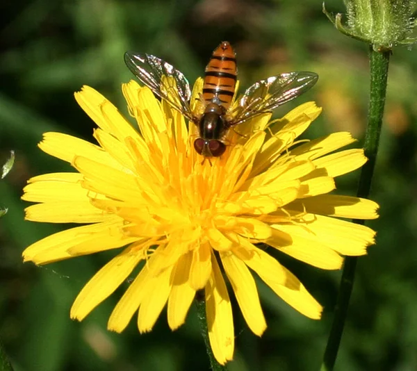 Closeup Bug Wild Nature — Stock Photo, Image