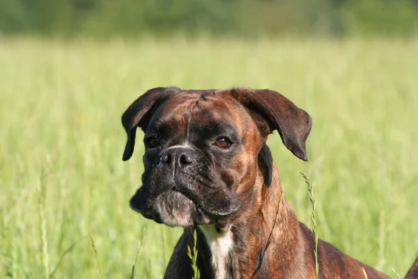 Porträt Eines Süßen Hundes — Stockfoto