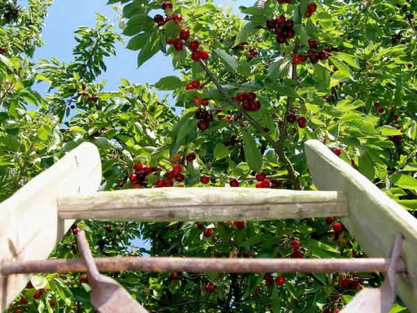 Nature Tree Cherry Tree — Stock Photo, Image