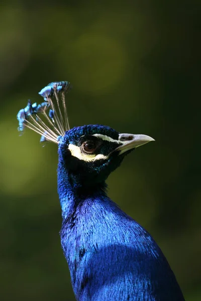 peacock bird, colorful feathers