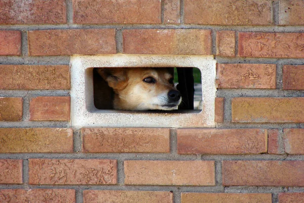 Portrait Cute Dog — Stock Photo, Image