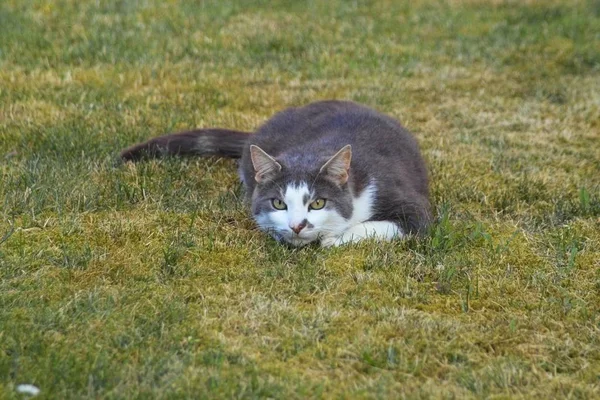 Porträt Einer Süßen Katze — Stockfoto