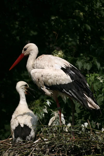 Stork Familie Redet – stockfoto