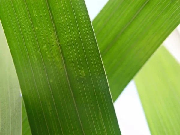 Schöne Botanische Aufnahme Natürliche Tapete — Stockfoto