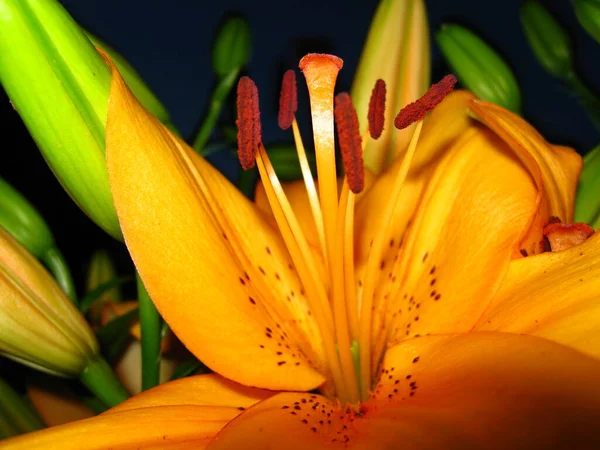Zblízka Krásné Letní Květiny — Stock fotografie