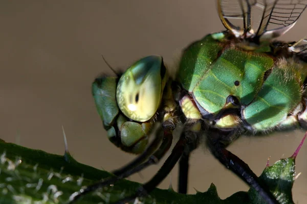 Nature Insect Dragonfly Odonata Fly — Stock Photo, Image