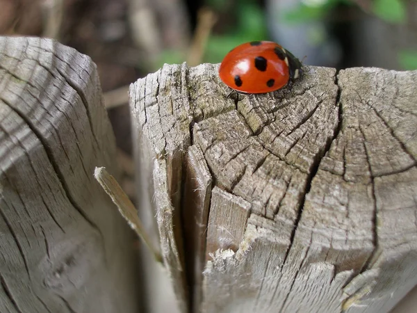 Bug Vermelho Com Pontos Ladybug — Fotografia de Stock