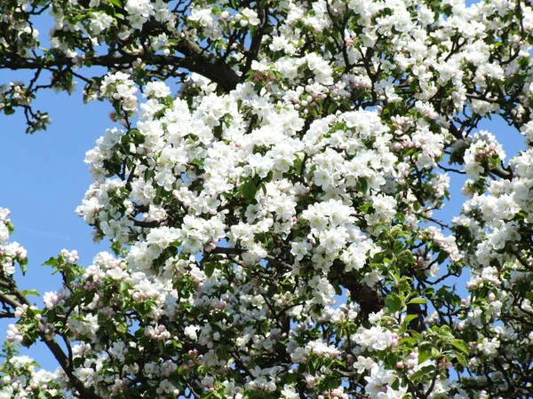 リンゴの花の木花びら — ストック写真