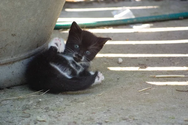 Tot Ziens Charlie Hoop Dat Een Goede Kater Wordt — Stockfoto