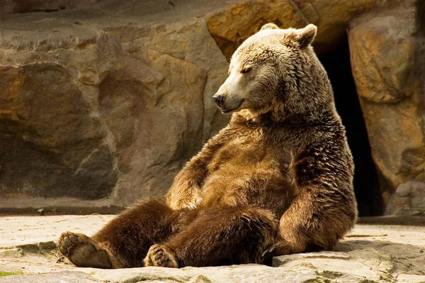 Con Paz Comodidad Nyou Persigue Vida Cotidiana Preocupa Lejos — Foto de Stock