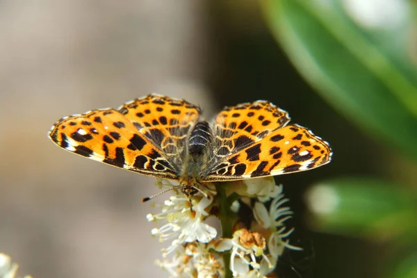 Vlinder Bloem Vlinder Insect Natuur Flora Fauna — Stockfoto