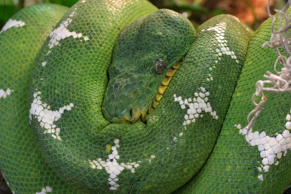 진화의 아름다운 예입니다 호주에서 파이썬 Morelia Viridis 혼동스럽게 합니다 — 스톡 사진