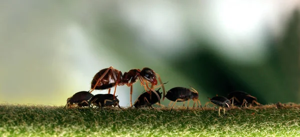 Viktigaste Djuren För Myrorna Bland Andra Myror Växtsugande Insekterna Med — Stockfoto