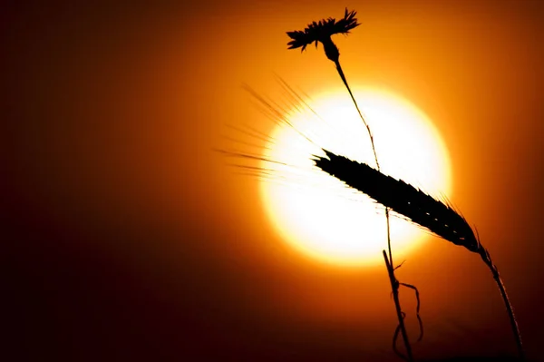 Grano Antes Del Sol Tarde —  Fotos de Stock