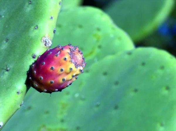 Kaktus Rośliny Tropikalne Flora — Zdjęcie stockowe