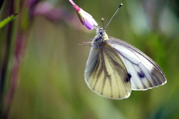 Vue Rapprochée Beau Papillon Coloré — Photo