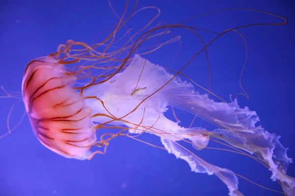 Μέδουσες Θάλασσα Υποβρύχια Θαλάσσια Ζωή Πλάσμα — Φωτογραφία Αρχείου