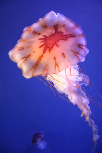 水母海水下 海洋生物 — 图库照片